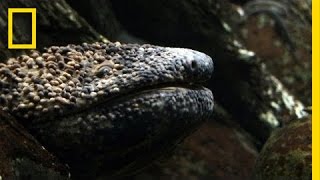 Giant Salamander As Big As a Dog  National Geographic [upl. by Odragde]