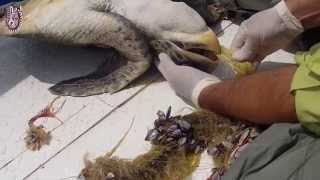 Rescate tortuga Golfina  Olive Ridley rescue [upl. by Ecienaj745]