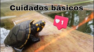 Cuidados de Tortuga Charapa  Podocnemis Unifilis Arrau Taricaya [upl. by Anat]