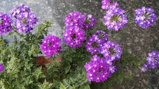 Verbena types and varieties [upl. by Janik599]