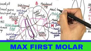 Maxillary Permanent First Molar  Tooth Morphology [upl. by Andrien]