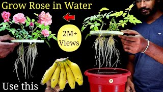 How to Grow Rose Plant at home Without Soil from cuttings [upl. by Elish]