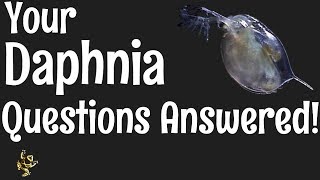 Daphnia Questions Answered [upl. by Idonna501]