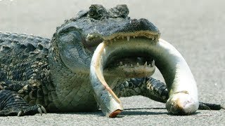 Alligator VS Eel  Cities Natures New Wild  BBC Earth [upl. by Cinelli10]