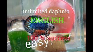 daphnia moina culture Easy way Unlimited production English  with sub Green water Chlorella [upl. by Jelena]