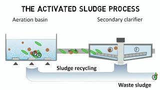 Activated sludge process and IFAS  Design rules  guideline [upl. by Tallie]