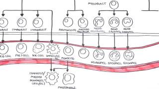 An introduction to Haematopoesis [upl. by Siradal565]