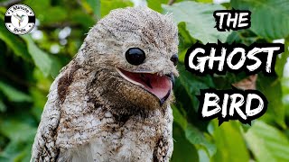 Great Potoo  The Ghost Bird [upl. by Sedruol]