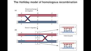 Homologous Recombination I [upl. by Matless]