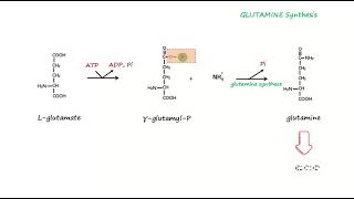 Glutamine Synthesis [upl. by Suertemed]