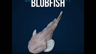 Scientists Favorite Animals The Blobfish  Azula [upl. by Bringhurst]