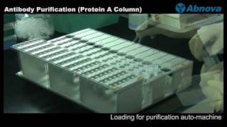 Antibody Purification Protein A Column [upl. by Adnilrev155]