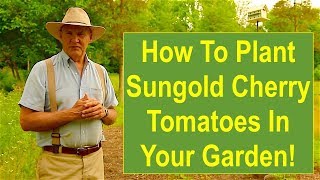 How to Plant Sungold Cherry Tomatoes in Your Garden [upl. by Hteik]