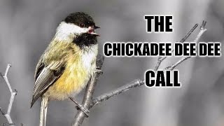 Chickadeedeedee Call [upl. by Risteau]