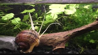 The Strange And Beautiful Mystery Snail [upl. by Aitra]