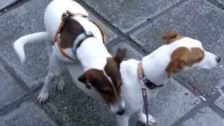 Jack Russel terrier mating [upl. by Remmer710]