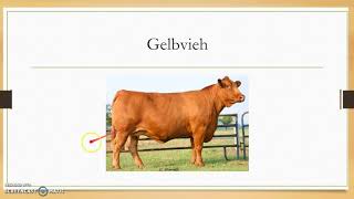 Cattle Breeds and Terms [upl. by Asilla]