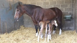 Meet the rare twin foals [upl. by Atiek]