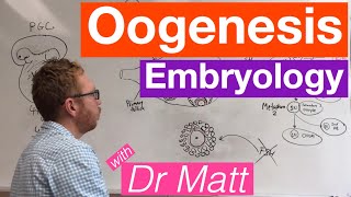 Oogenesis  Embryology [upl. by Graig]