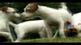 Dogs 101  Jack Russell [upl. by Puduns210]