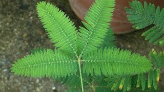 Küstüm Çiçeği Mimosa pudica [upl. by Clemence]