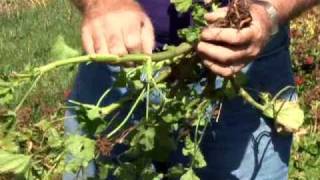 Overwintering Geraniums [upl. by Imarej]