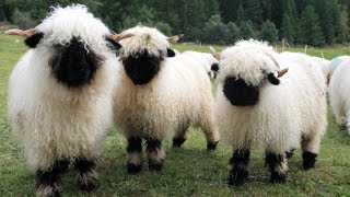 Valais Blacknose Sheep  World’s Cutest Sheep [upl. by Ssej]