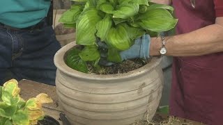 Dividing and Potting Hostas [upl. by Debee415]