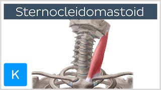 Sternocleidomastoid Muscle Function amp Anatomy  Human Body  Kenhub [upl. by Ania]