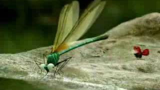 Minuscule dragonflys bully other insects [upl. by Aguayo]