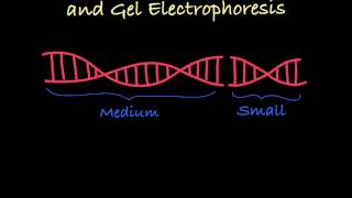 Gel Electrophoresis Explained [upl. by Tnert128]