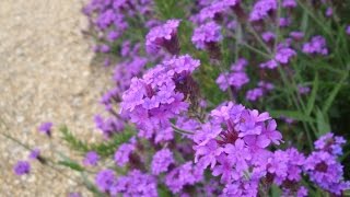 Why you should grow Verbena rigida [upl. by Ennovi]