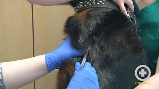 How to Do a Canine Jugular Venipuncture [upl. by Cadel]