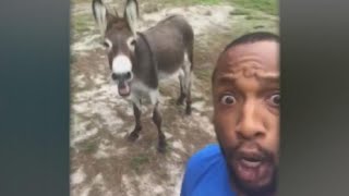 Singing donkey goes viral [upl. by Dix]