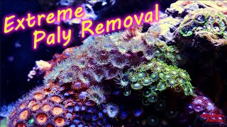 Extreme Palythoa and Zoanthid Removal [upl. by Yrrat]