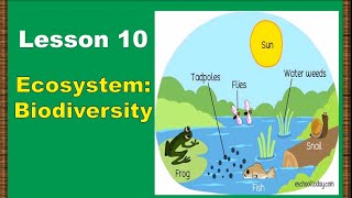 Lesson 10 Ecosystem Biodiversity [upl. by Toni832]