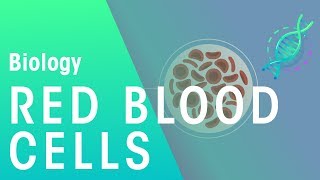 Red Blood Cells  Physiology  Biology  FuseSchool [upl. by Leland]