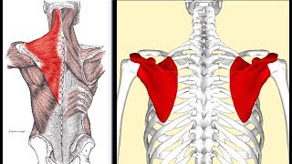 Zapomniane mięśnie 1  Dolny czworoboczny Ból barku stabilność łopatki [upl. by Nafets283]