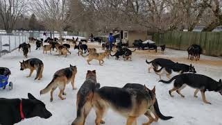 100 German Shepherds playing together [upl. by Edasalof]