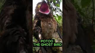 Potoo The Ghost Bird [upl. by Eilla]