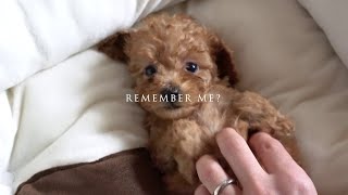 Molly the toy poodle  All grown up [upl. by Dielle]