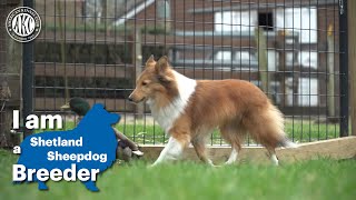 I am a Shetland Sheepdog breeder [upl. by Malynda549]