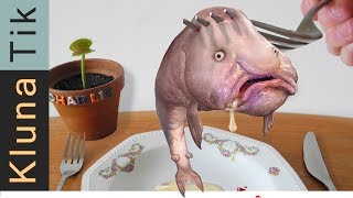 BLOBFISH  KLUNATIK COMPILATION ASMR eating sounds no talk Psychrolutes marcidus [upl. by Pamelina197]