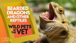 Bearded Dragons and Other Reptiles  Wild Pets at the Vet [upl. by Grady7]