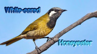 Whiteeared honeyeater [upl. by Primaveras]