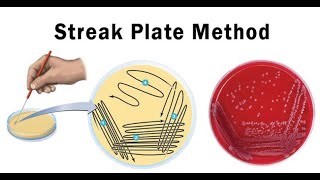 Lab technique microbiology Streak plate method [upl. by Shifra]