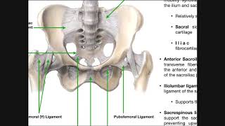 Thumb UCL Repair with InternalBrace™ Ligament Augmentation [upl. by Laira]