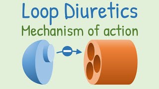 Loop diuretics Mechanism of action [upl. by Nnylecyoj564]