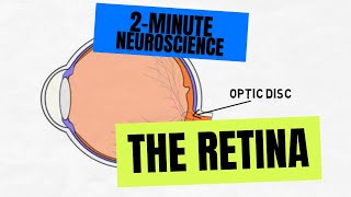 2Minute Neuroscience The Retina [upl. by Corbin]