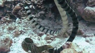 sea snake vs moray eel [upl. by Ardnasil]